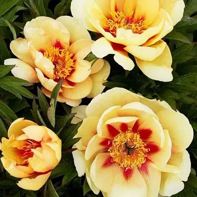 Пион БОРДЕР ЧАРМ ито-гибрид  Пион БОРДЕР ЧАРМ ито-гибрид в Самаре