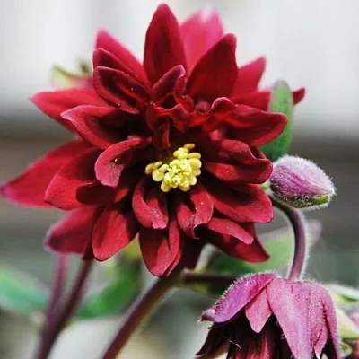 Аквилегия РУБИ ПОРТ обыкновенная в Самаре