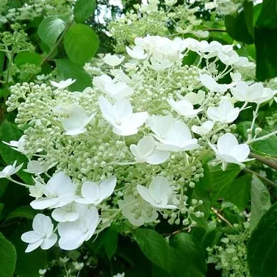 Гортензия УАЙТ ДОМ древовидная в Самаре