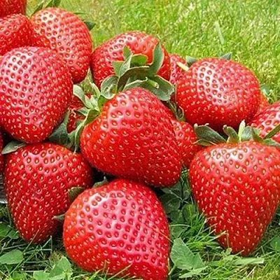 Клубника ЭЛИАНЕ в Самаре