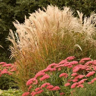 Злаки в Самаре