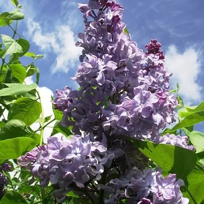 Сирень КРЫЛЬЯ НАДЕЖДЫ  Сирень КРЫЛЬЯ НАДЕЖДЫ в Самаре