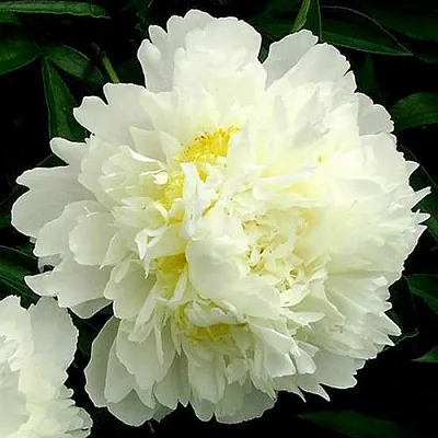 Пион ЗОЛОТОЙ ОРЕОЛ травянистый  Пион ЗОЛОТОЙ ОРЕОЛ травянистый в Самаре