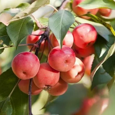 Яблоня ВИШНЕПЛОДНАЯ декоративная в Самаре