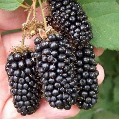 Ежевика ЛОХ НЕСС бесшипная  Ежевика ЛОХ НЕСС бесшипная в Самаре