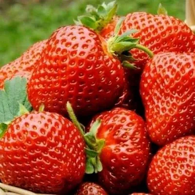 Клубника ФЛОРЕНС в Самаре