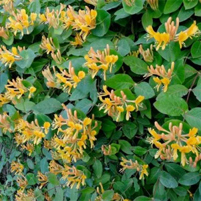 Жимолость ТЕЛЬМАНА в Самаре