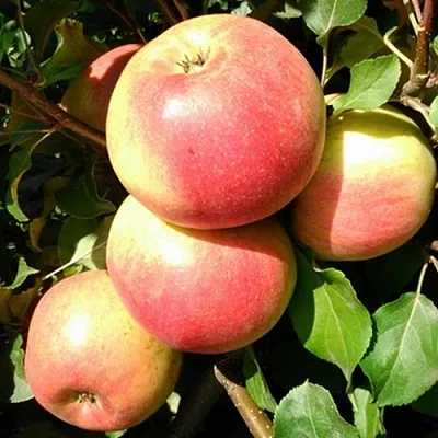 Яблоня ЭМБАССИ в Самаре