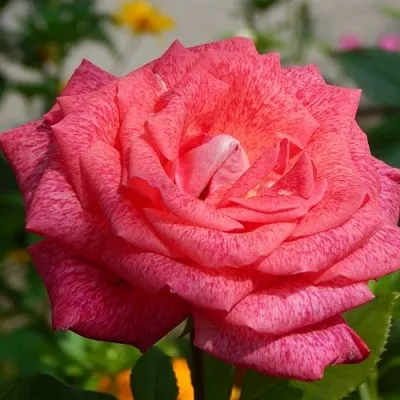 Саженцы роз ПЬЕР КАРДЕН чайно-гибридная в Самаре