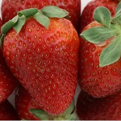 Клубника ФЛАМИНИЯ в Самаре