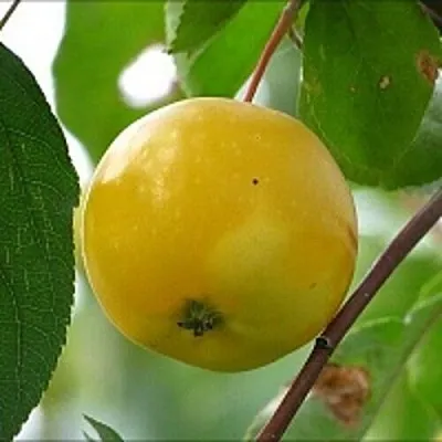 Яблоня КИТАЙКА ЖЁЛТАЯ колонновидная  Яблоня КИТАЙКА ЖЁЛТАЯ колонновидная в Самаре