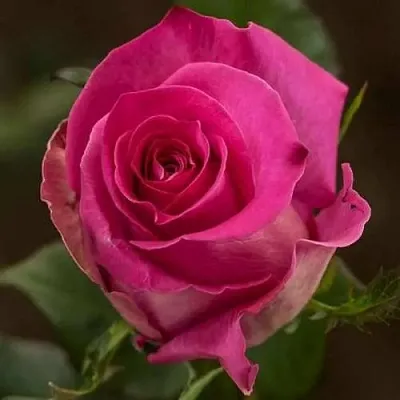 Саженцы роз ТОПАЗ чайно-гибридная в Самаре