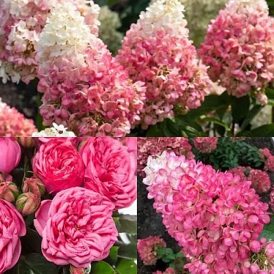 Комплект МАЛИНОВЫЙ ДЕСЕРТ в Самаре