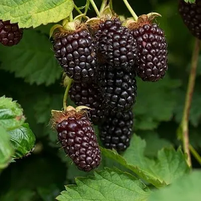 Ежемалина в Самаре