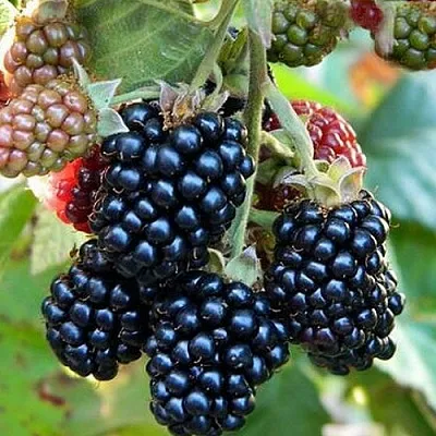 Ежевика ОУАЧИТА бесшипная  Ежевика ОУАЧИТА бесшипная в Самаре