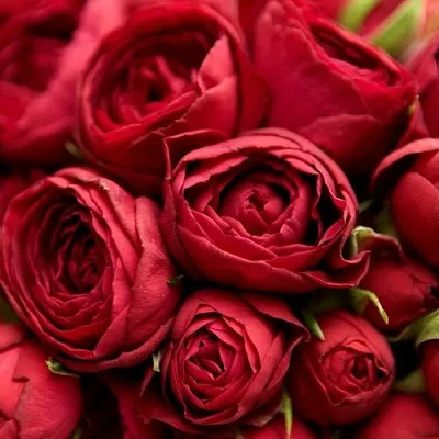 Саженцы роз РЕД ЛЕЙС спрей в Самаре