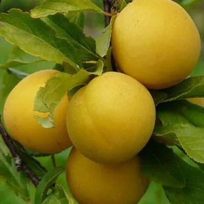 Слива СОЛНЫШКО в Самаре