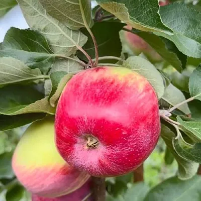 Яблоня АРБАТ колонновидная в Самаре