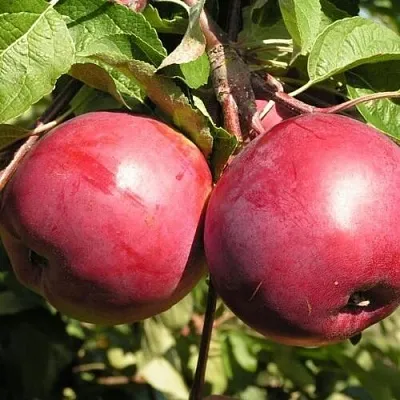 Яблоня ДАРУНАК в Самаре