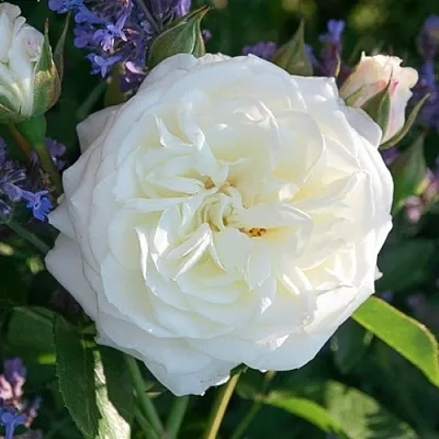 Саженцы роз АЛАБАСТЕР флорибунда  Саженцы роз АЛАБАСТЕР флорибунда в Самаре