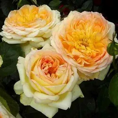 Саженцы роз АЛЬФОНС ДОДЕ чайно-гибридная в Самаре