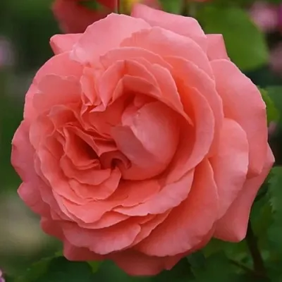 Саженцы роз ДИДИ БРИДЖУОТЕР плетистая в Самаре