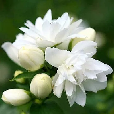 Жасмин ШНЕЕШТРУМ в Самаре