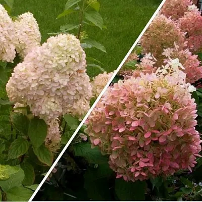 Комплект НЕЖНЫЕ ЧУВСТВА в Самаре