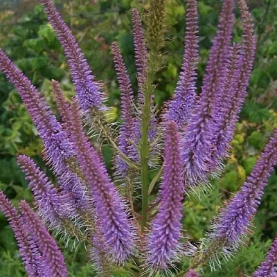 Вероникаструм ФАСЦИНЕЙШН в Самаре