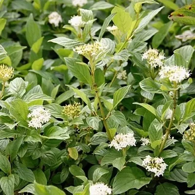 Дерен ФЛАВИРАМЕА отпрысковый  в Самаре