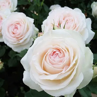 Саженцы роз ПАЛЕ РОЯЛЬ плетистая в Самаре