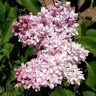 Сирень МИЛОСЕРДИЕ  Сирень МИЛОСЕРДИЕ в Самаре