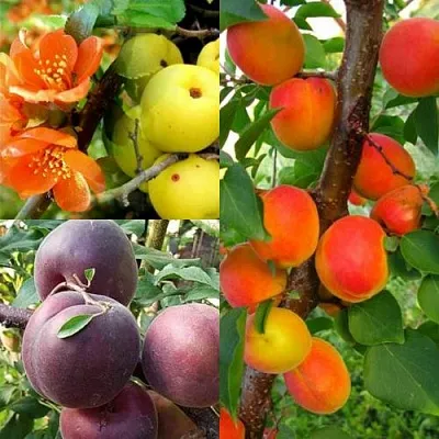 Комплект САД ДЛЯ ГУРМАНА в Самаре