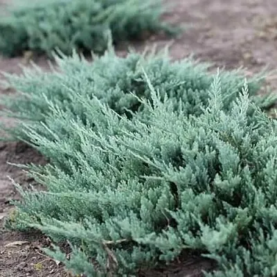 Можжевельник БЛЮ ЧИП горизонтальный в Самаре