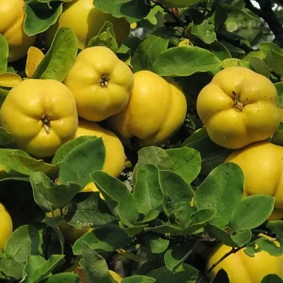 Цидония в Самаре