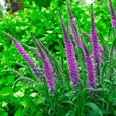 Вероника ФЕСТ МАТЧ длиннолистная в Самаре