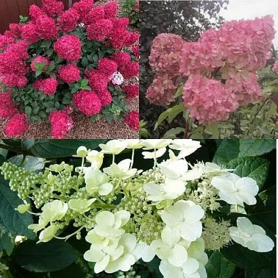 Комплект САД ЭМОЦИЙ в Самаре