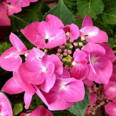 Гортензия ТАУБЕ крупнолистная в Самаре