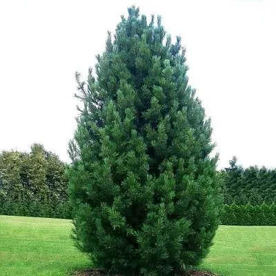 Сосна кедровая   Сосна кедровая  в Самаре