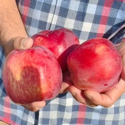 Яблоня ПАМЯТЬ КОВАЛЕНКО в Самаре