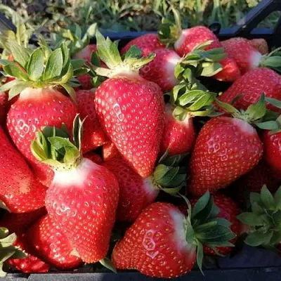 Клубника ЛЮЧИЯ в Самаре