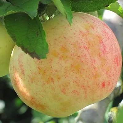 Яблоня ЛЕТНЕЕ СЛАДКОЕ  Яблоня ЛЕТНЕЕ СЛАДКОЕ в Самаре