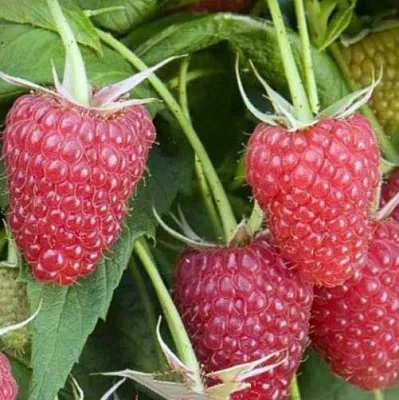 Малина ЕВРАЗИЯ в Самаре