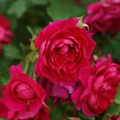 Саженцы роз КВАДРА плетистая в Самаре