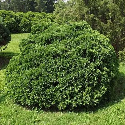 Туя УМБРАКУЛИФЕРА западная  Туя УМБРАКУЛИФЕРА западная в Самаре