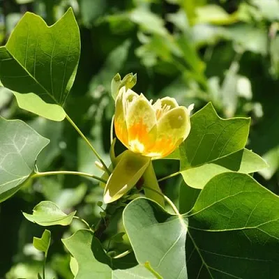 ЛИРИОДЕНДРОН тюльпанный в Самаре