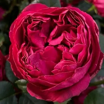 Саженцы роз РАСПБЕРРИ ЭЛЕГАНС чайно-гибридная в Самаре