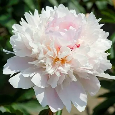 Пион АЛЕРТИ травянистый  Пион АЛЕРТИ травянистый в Самаре