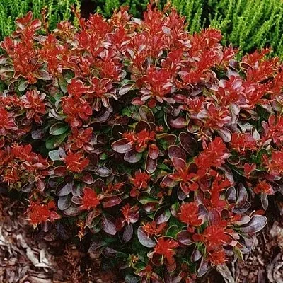 Барбарис КАРМЕН тунберга в Самаре