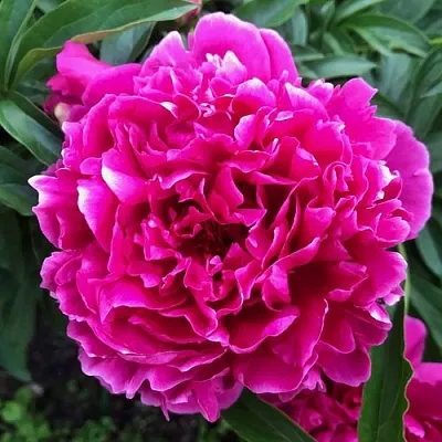 Пион КАРЛ РОЗЕНФЕЛЬД травянистый  Пион КАРЛ РОЗЕНФЕЛЬД травянистый в Самаре